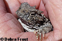 Northern Desert Horned Lizard