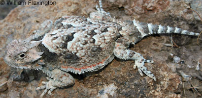 Northern Desert Horned Lizard