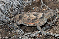 Northern Desert Horned Lizard