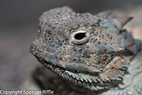 Northern Desert Horned Lizard