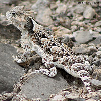 Northern Desert Horned Lizard