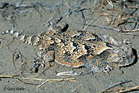 Northern Desert Horned Lizard