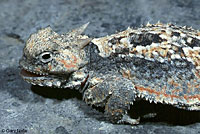 Northern Desert Horned Lizard