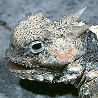 Northern Desert Horned Lizard