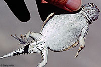 Northern Desert Horned Lizard