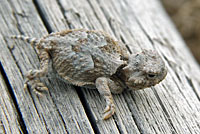 Northern Desert Horned Lizard