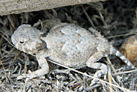 Northern Desert Horned Lizard