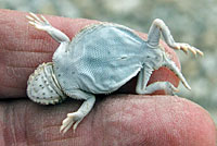 Northern Desert Horned Lizard