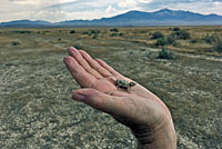 Northern Desert Horned Lizard