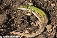 Southern Italian Wall Lizard