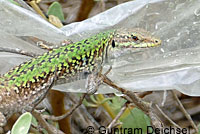 Granite Spiny Lizards