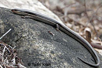 Coronado Skink