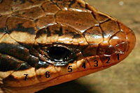 skink