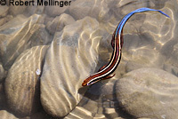 Skilton's Skink