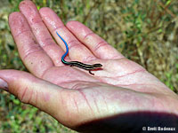 Skilton's Skink