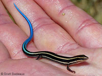 Skilton's Skink