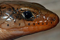 skink