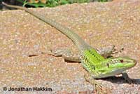 Southern Italian Wall Lizard