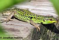 Southern Italian Wall Lizard