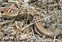 Skilton's Skink