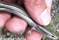 Skilton's Skink