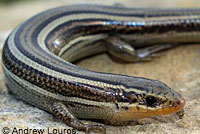 Skilton's Skink