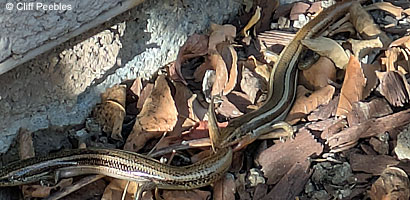 Gilbert Skink and Fence Lizard