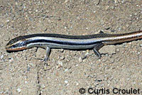 Skilton's Skink