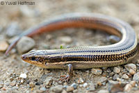 Gilbert Skink and Fence Lizard