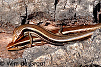 Greater Brown Skink