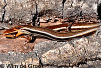 Greater Brown Skink