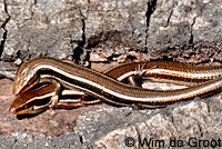 Greater Brown Skink