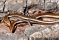 Greater Brown Skink