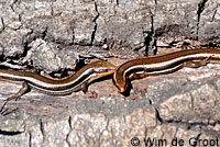 Greater Brown Skink