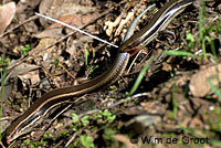 Greater Brown Skink