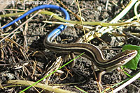 Gilbert Skink and Fence Lizard