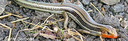 Skilton's Skink