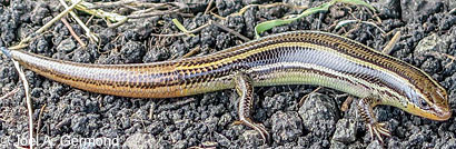 Skilton's Skink