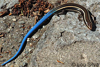 Skilton's Skink