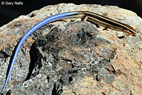 Skilton's Skink