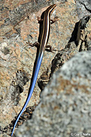 Skilton's Skink