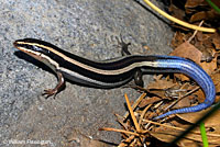 Coronado Skink