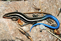 Coronado Skink