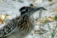 Roadrunner with Long-tailed Brush Lizard