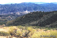 Western Sagebrush Lizard Habitat