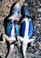 fence lizard and sagebrush lizard comparison