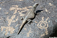 Common Chuckwalla