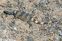 Common Chuckwalla