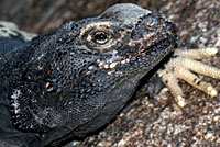 Common Chuckwalla