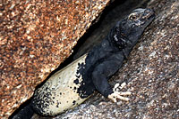 Common Chuckwalla